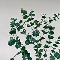 Glacier Eucalyptus (Eucalyptus 'Glacier') - 6" Pot