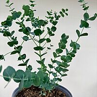 Glacier Eucalyptus (Eucalyptus 'Glacier') - 6" Pot