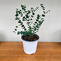 Glacier Eucalyptus (Eucalyptus 'Glacier') - 6" Pot