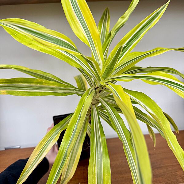 Dracaena deremensis 'Lemon Lime' (Dragon Tree 'Lemon Lime') - 5" Pot