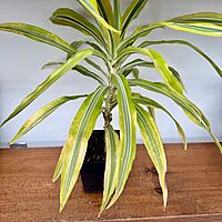 Dracaena deremensis 'Lemon Lime' (Dragon Tree 'Lemon Lime') - 5" Pot