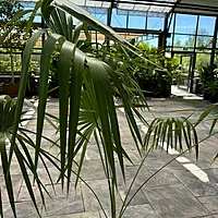 Key Thatch Palm (Thrinax morrisii) - 14" Pot