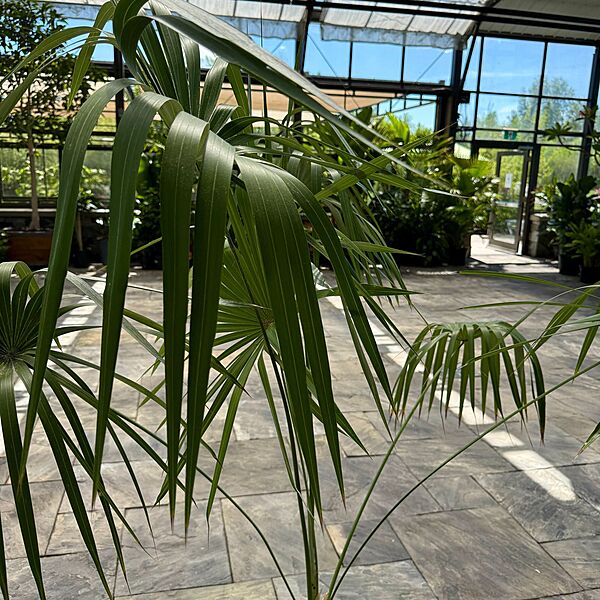 Key Thatch Palm (Thrinax morrisii) - 14" Pot