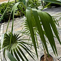 Key Thatch Palm (Thrinax morrisii) - 14" Pot