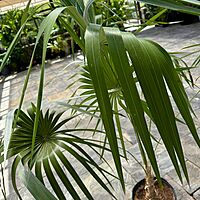 Key Thatch Palm (Thrinax morrisii) - 14" Pot