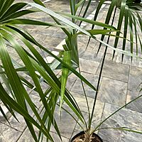 Key Thatch Palm (Thrinax morrisii) - 14" Pot