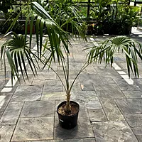 Key Thatch Palm (Thrinax morrisii) - 14" Pot