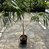 Key Thatch Palm (Thrinax morrisii) - 14" Pot