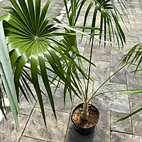 Key Thatch Palm (Thrinax morrisii) - 14" Pot