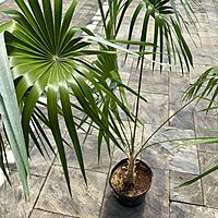 Key Thatch Palm (Thrinax morrisii) - 14" Pot