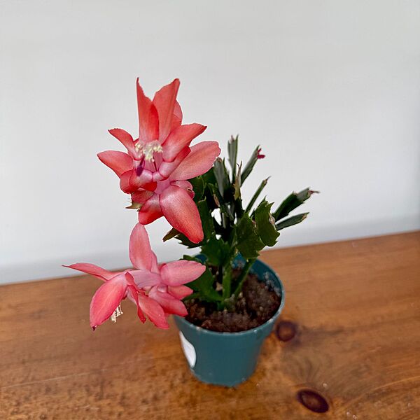Christmas Cactus (Schlumbergera bridgesii) - 4" Pot