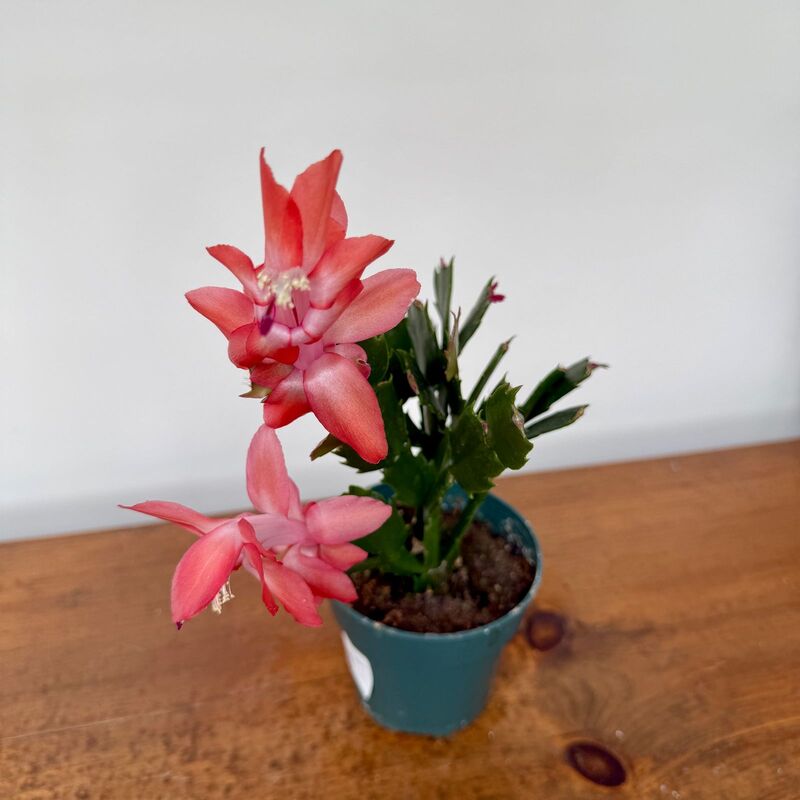 Christmas Cactus (Schlumbergera bridgesii) - 4" Pot