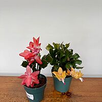 Christmas Cactus (Schlumbergera bridgesii) - 4" Pot