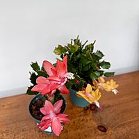 Christmas Cactus (Schlumbergera bridgesii) - 4" Pot