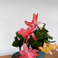 Christmas Cactus (Schlumbergera bridgesii) - 4" Pot