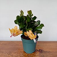 Christmas Cactus (Schlumbergera bridgesii) - 4" Pot