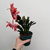 Christmas Cactus (Schlumbergera bridgesii) - 4" Pot