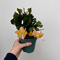 Christmas Cactus (Schlumbergera bridgesii) - 4" Pot