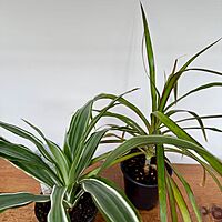 Tropicals - Assorted (Tropicals - Assorted) - 3" Pot