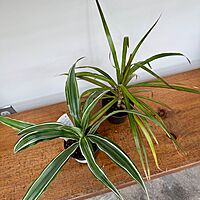 Tropicals - Assorted (Tropicals - Assorted) - 3" Pot