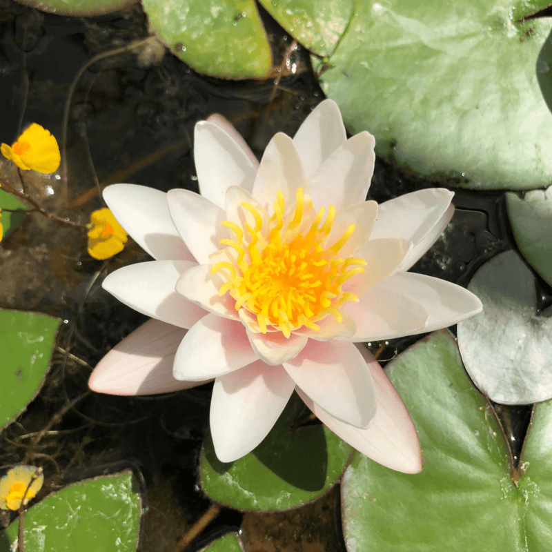 Hardy Water Lily Pink 'Marliac Carnea' (Nymphaea 'Marilac Carnea') - 8" Pot