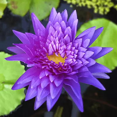 Tropical Water Lily 'King of Siam' (Purple) (Nymphaea 'King of Siam') - 6" Pot