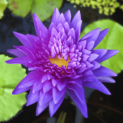 Tropical Water Lily 'King of Siam' (Purple) (Nymphaea 'King of Siam') - 6" Pot