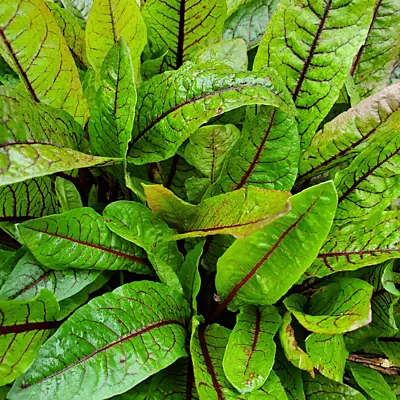 Bloody Dock (Rumex sanguineus) - 5.5" Pot