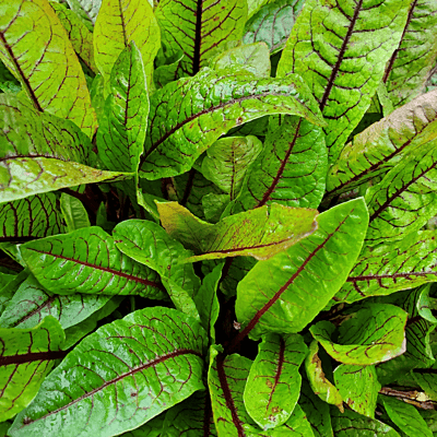 Bloody Dock (Rumex sanguineus) - 5.5" Pot