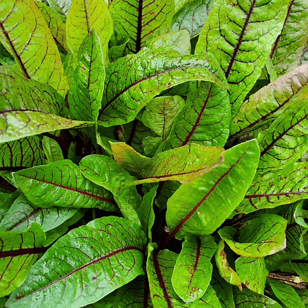 Bloody Dock (Rumex sanguineus) - 5.5" Pot