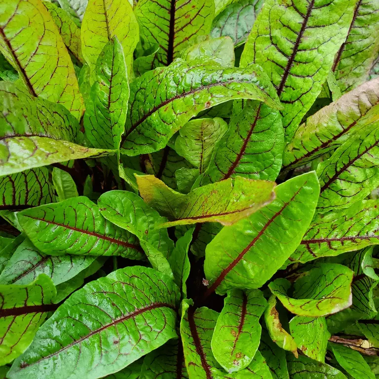 Bloody Dock (Rumex sanguineus) - 5.5" Pot
