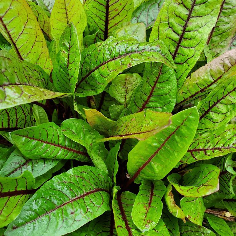 Bloody Dock (Rumex sanguineus) - 5.5" Pot