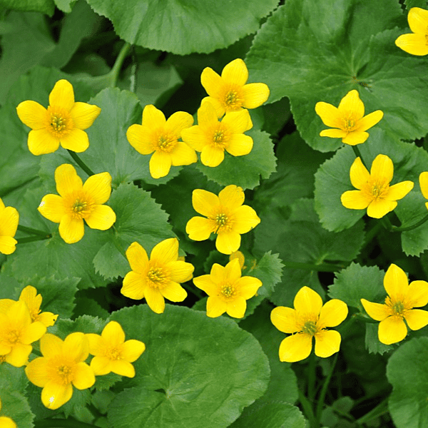 Marsh Marigold (Caltha palustris) - 5.5" Pot