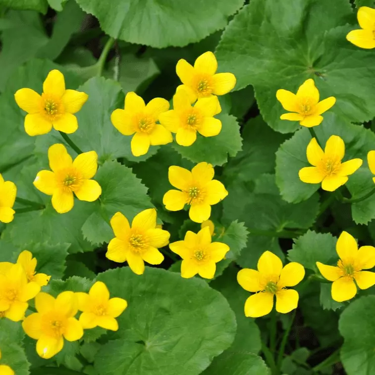 Marsh Marigold (Caltha palustris) - 5.5" Pot
