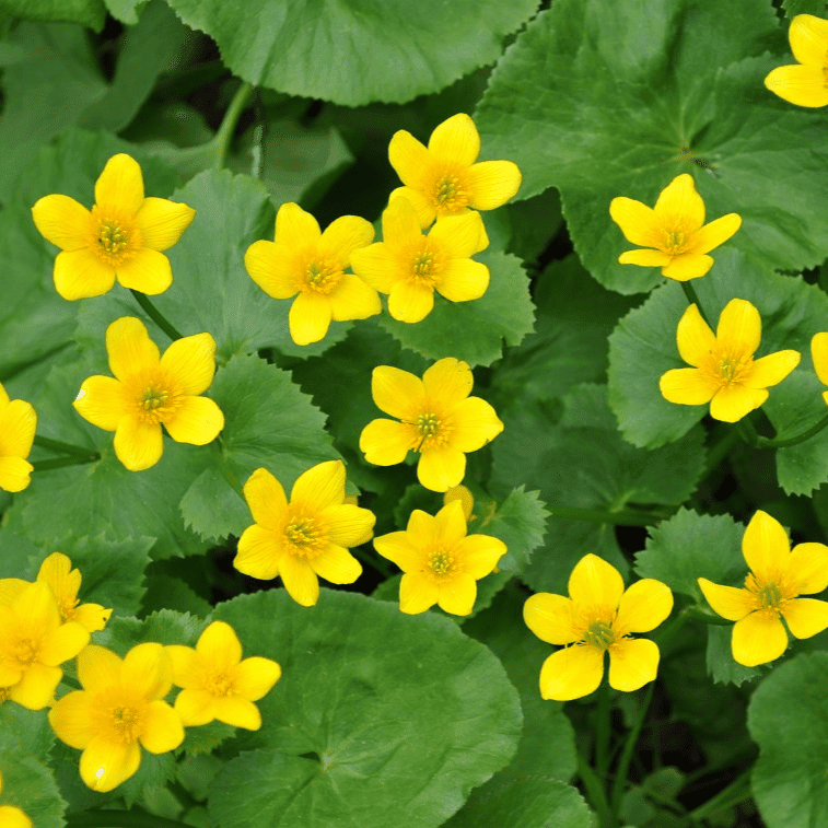 Marsh Marigold (Caltha palustris) - 5.5" Pot