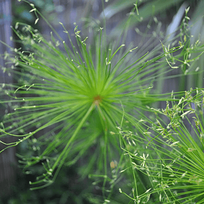 Dwarf Papyrus (Cyperus haspan) - 10" Bulb Pot