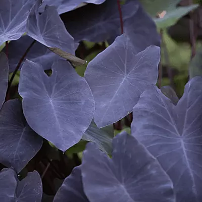 Taro ' Black Magic' (Colocasia esculenta ' Black Magic') - 10" Pot