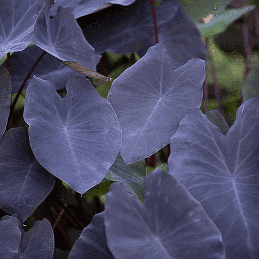 Taro ' Black Magic' (Colocasia esculenta ' Black Magic') - 10" Pot