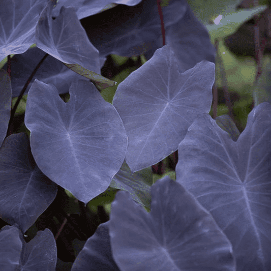 Taro ' Black Magic' (Colocasia esculenta ' Black Magic') - 10" Pot