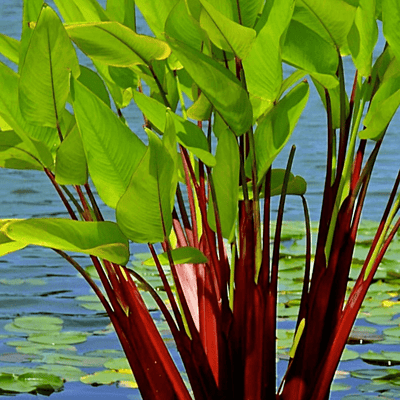 Red Stemmed Thalia (Thalia geniculata ruminoides) - 10" Bulb Pot