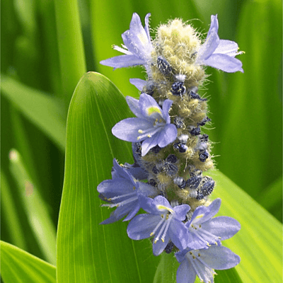 Royal Blue Pickerel Rush (Pontederia dilata) - 10" Bulb Pot