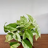 Marble Queen Pothos (Epipremnum aureum) - 4" Pot