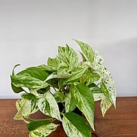 Marble Queen Pothos (Epipremnum aureum) - 4" Pot