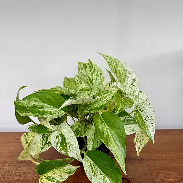 Marble Queen Pothos (Epipremnum aureum) - 4" Pot