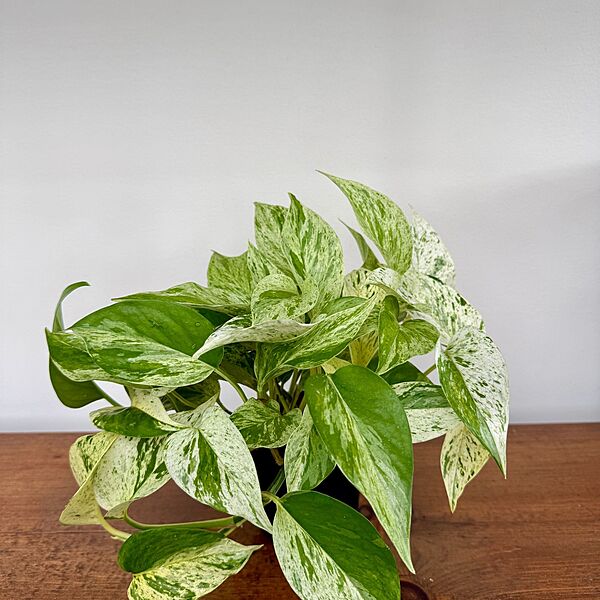 Marble Queen Pothos (Epipremnum aureum) - 4" Pot