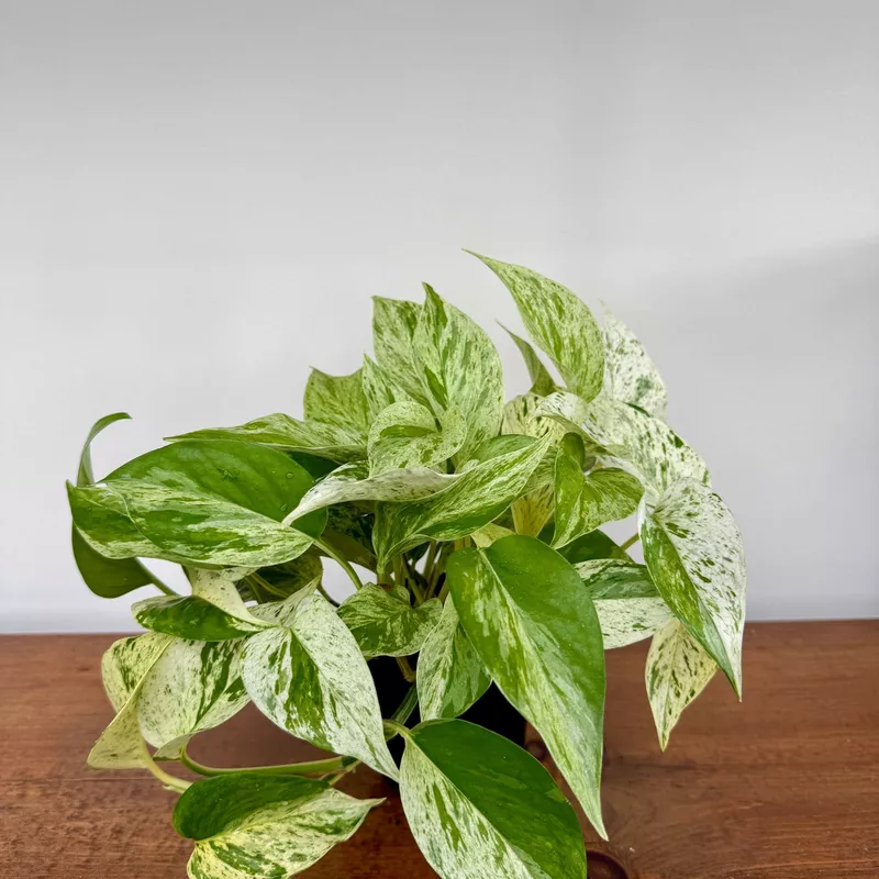 Marble Queen Pothos (Epipremnum aureum) - 4" Pot