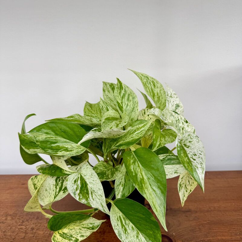 Marble Queen Pothos (Epipremnum aureum) - 4" Pot