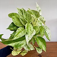 Marble Queen Pothos (Epipremnum aureum) - 4" Pot