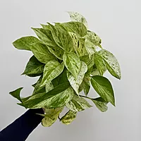 Marble Queen Pothos (Epipremnum aureum) - 4" Pot