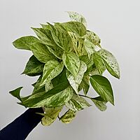 Marble Queen Pothos (Epipremnum aureum) - 4" Pot